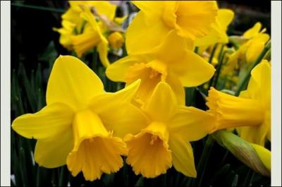Le nom de 'jonquille' est celui donn couramment au narcisse jaune. C'est une plante  bulbe qui fleurit chaque anne :