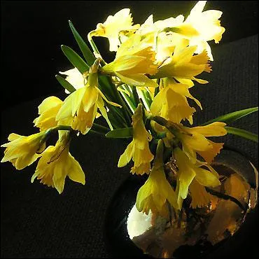 Quelle est la particularit de la jonquille ?