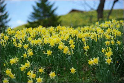 Dans le langage des fleurs quelle est la signification de la jonquille ?