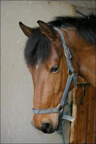 Quelle est la robe de ce cheval ?
