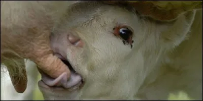 Comment appelle-t-on les mamelles de la vache ?
