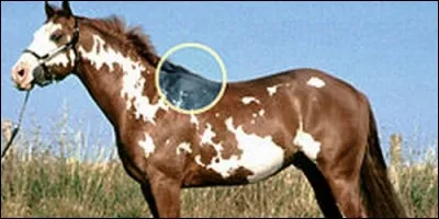 Comment nomme-t-on la partie du corps d'un cheval qui commence à l'épaule et prolonge l'encolure ?