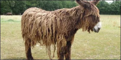 Le baudet est un âne.