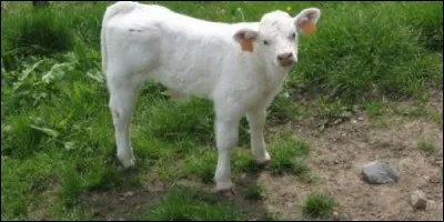 A la naissance, le veau a déjà des cornes ?