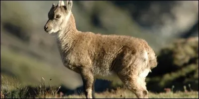 Quel est l'autre nom du chevreau, le petit de la chèvre ?