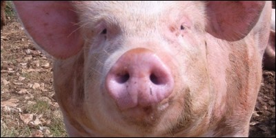 Comment appelle-t-on le nez du cochon ?