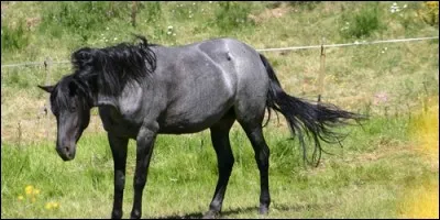 De quelle couleur est la robe d'un cheval souris ?