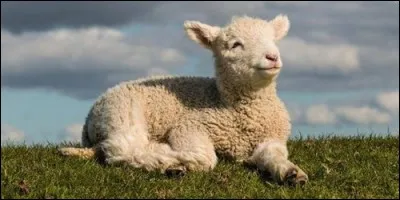De quelle animal l'agneau est-il le petit ?