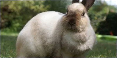 Quel légume donne-t-on à manger aux lapins ?