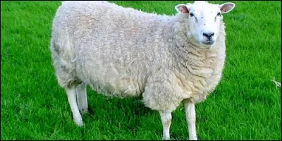 Le mouton est :