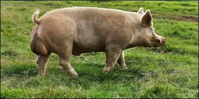 Comment appelle-t-on le porc réservé à la reproduction ?