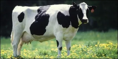 Que fait la vache ?