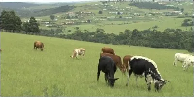 Quel est le verbe qui signifie "manger de l'herbe" ?