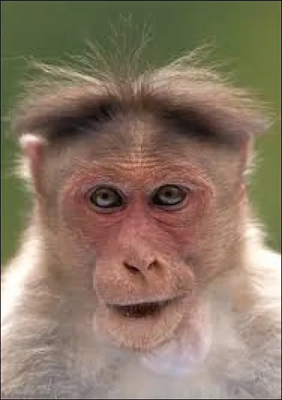 Génial ! Tu fais 6 et tu repasses par le centre ! Tu peux choisir ta matière ! Bon allez... Sciences et Nature : 
Quel singe pêche les crabes avec sa queue ?