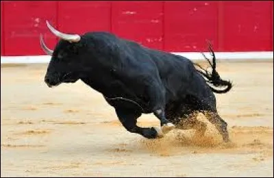 1... Sports et Loisir : 
Qu'est-ce qu'un toreador (voir commentaires) agite devant le taureau ?