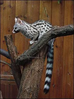 Quel est cet animal ?