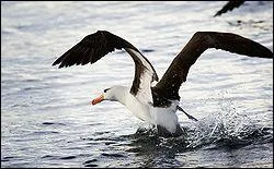 Comment l'albatros s'exprime-t-il ?