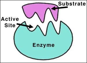 Que contient le suc digestif ?
