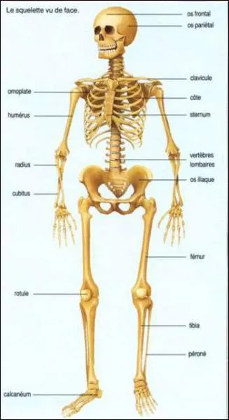 Combien d'os comporte le corps humain d'un adulte ?