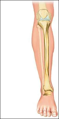 Quelle est l'os le plus long du corps ?