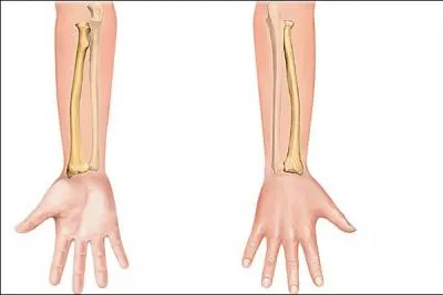 Parmis ces trois os, lequel est un os du bras ?