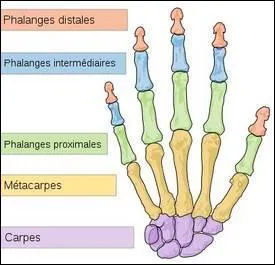 Quel os se trouve dans la main ?