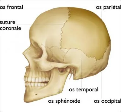 Le crane est constitu de combien d'os ?