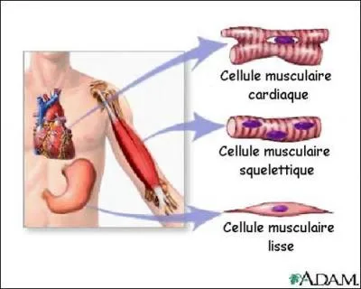 L'organisme humain compte combien de types de muscles ?