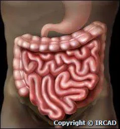 Combien mesure l'intestin grle ?