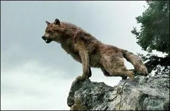 Qui n'est pas un loup garou ?