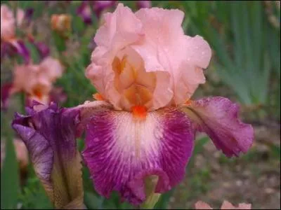 Une chanson extraite de l'album 'Repenti' a pour titre 'L'iris et la rose'. Son interprte, n en 1960, s'est fait connatre par 'La lettre' ... arrive par erreur, maladresse du facteur . . C'est :