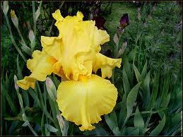 L'iris est une plante vivace dont il existe plus de 200 espces diffrentes, et qui pousse un peu partout dans l'hmisphre nord. Elle appartient  la famille des :