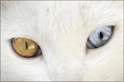 L'iris est la partie colore de l'il. Il en existe une infinit de nuances dans les tons verts, bruns ou bleus. Lorsque l'iris de chaque il a une couleur diffrente on dit que les yeux sont :