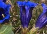 Quiz Les fleurs bleues