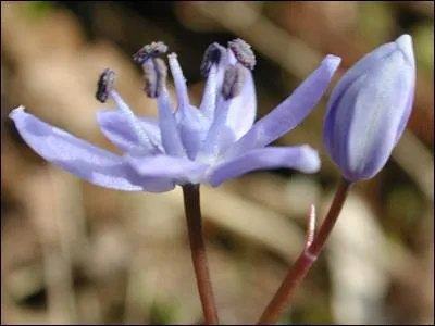 Quelle est cette fleur ?