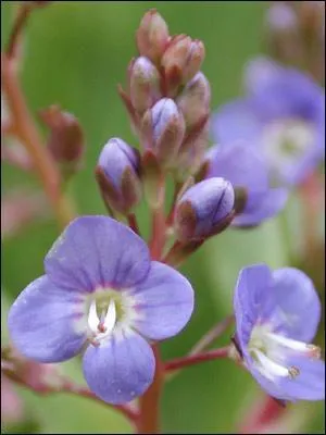 Comment se nomme cette fleur ?