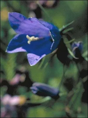 Quel est le nom de cette fleur ?