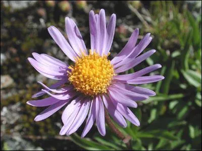 Comment se nomme cette fleur ?