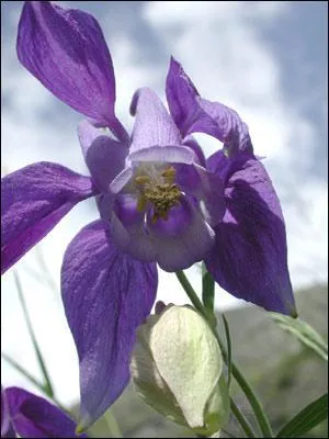 Quel est le nom de cette fleur ?