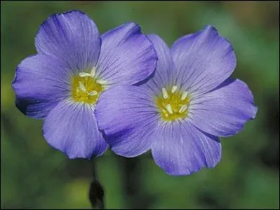 Connaissez-vous cette fleur ?