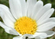 Quiz Fleurs blanches