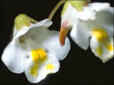 Connaissez-vous cette fleur ?