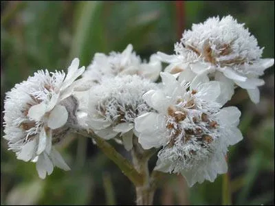 Quel est l'trange nom de cette fleur ?