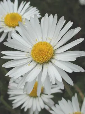 Quelle est cette fleur ?