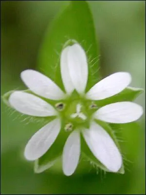 Comment se nomme cette fleur ?