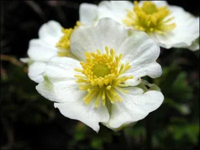 Quel est le nom de cette fleur ?
