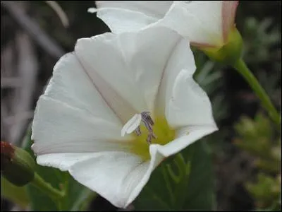 Quelle est cette fleur ?
