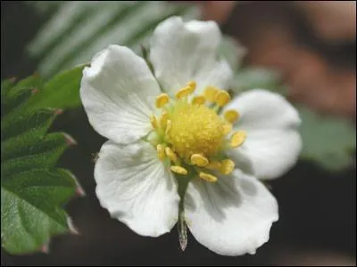 Reconnaissez-vous cette fleur ?