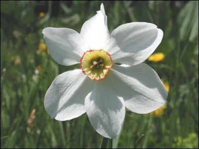 Comment se nomme cette fleur trs odorante ?