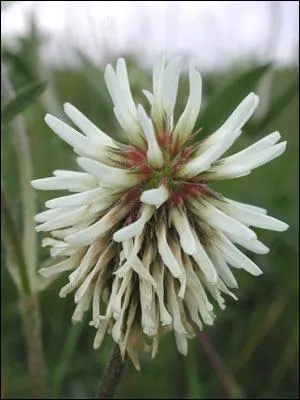 Quelle est cette fleur ?